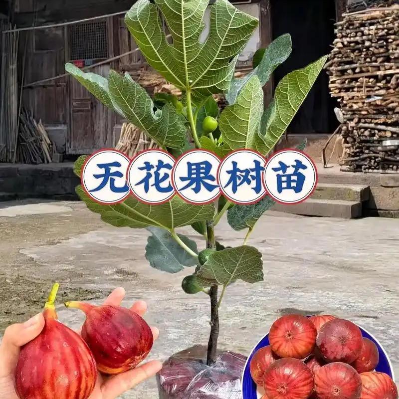 浩贵果树苗木专营店