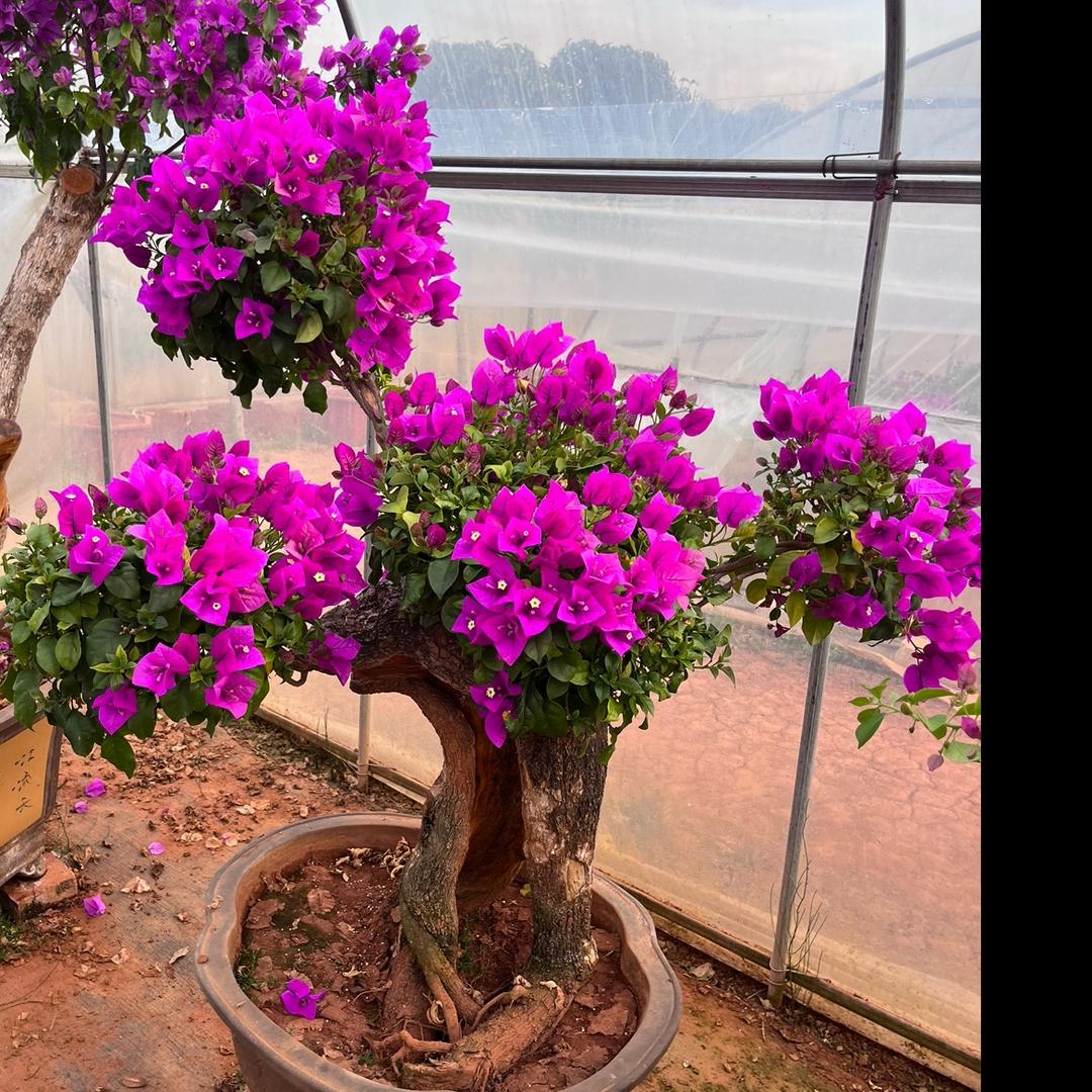 淘花运花卉小店