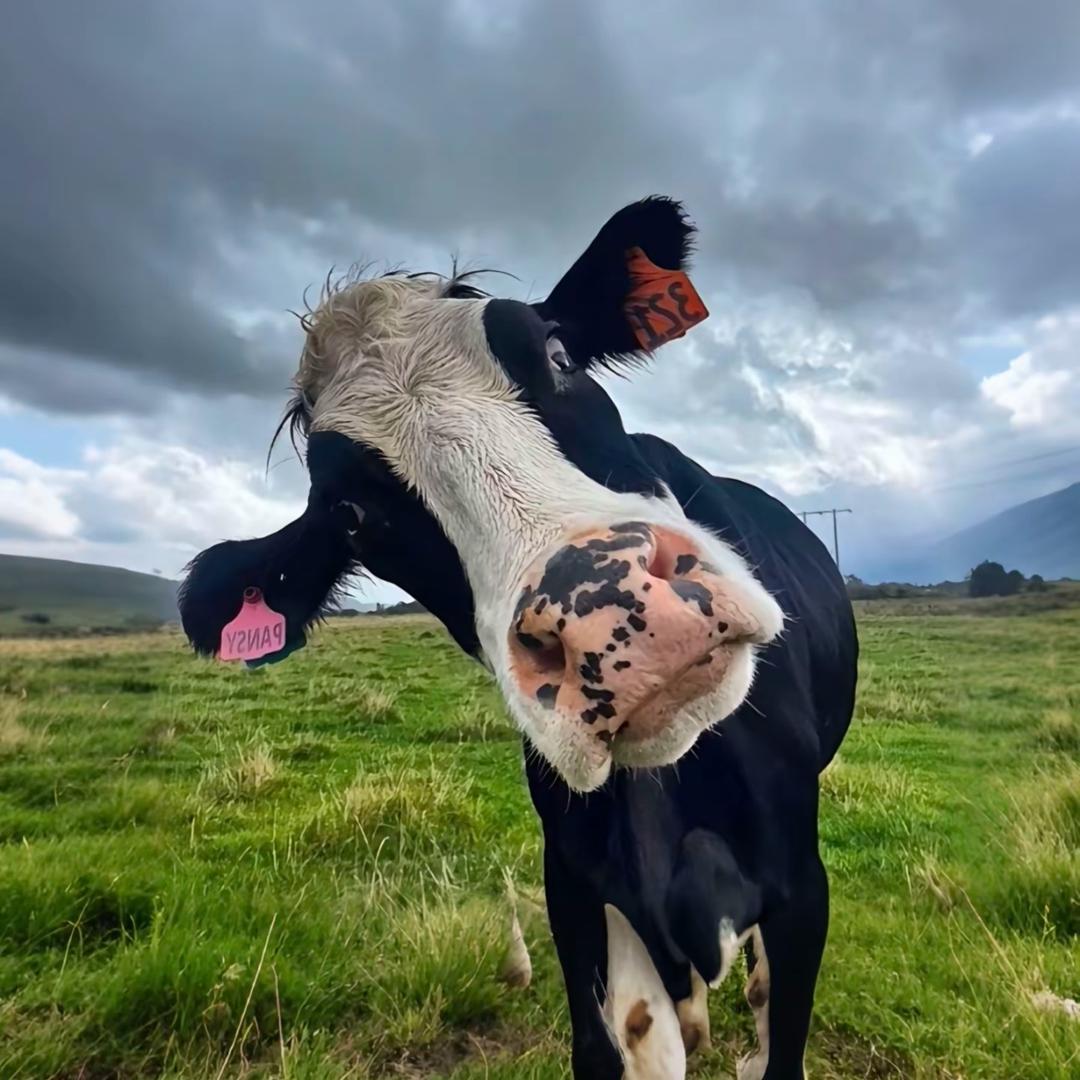 勇敢🐮牛牛