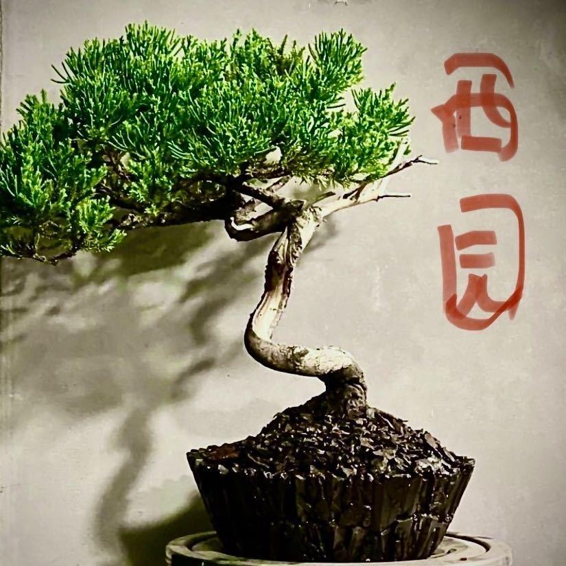 西园罗汉松盆景