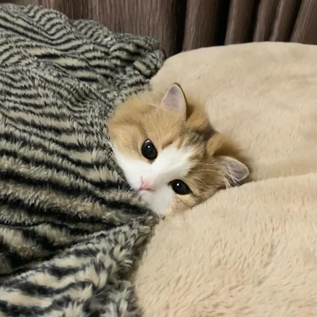 晚什么安^