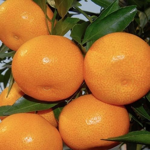 涌泉蜜桔基地直发