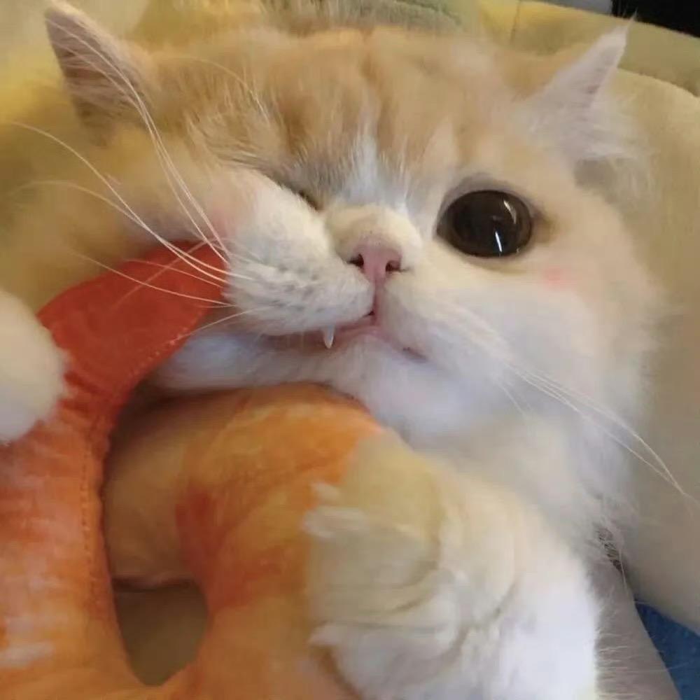 X。.