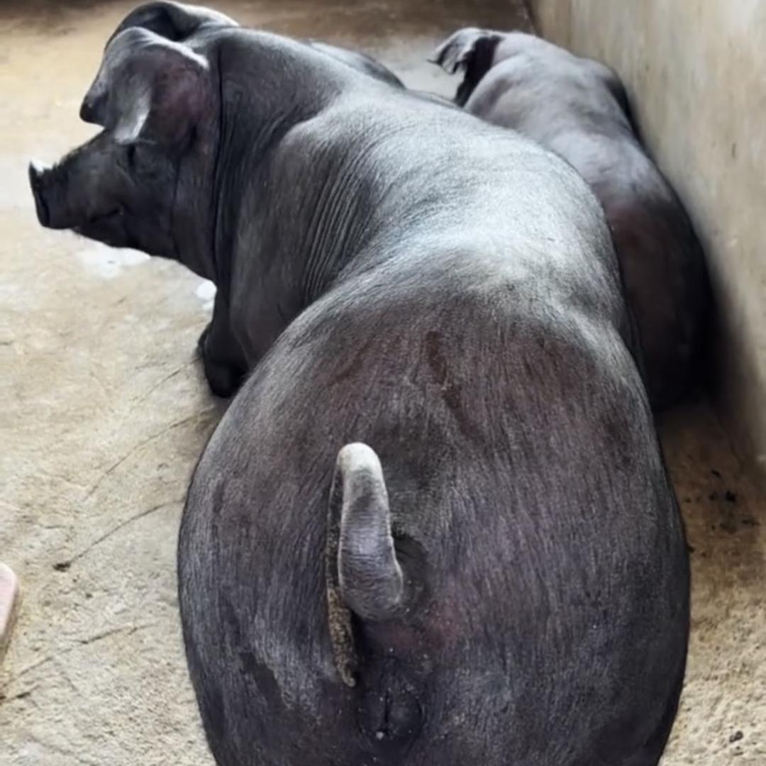 吉之康农牧