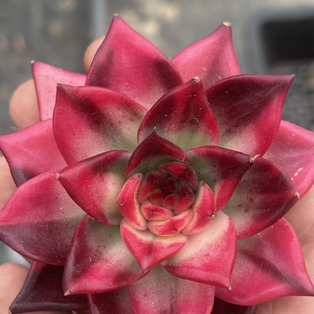 张教练家多肉锦