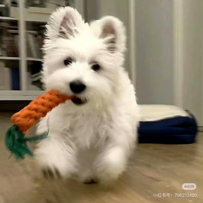 西高地幼犬