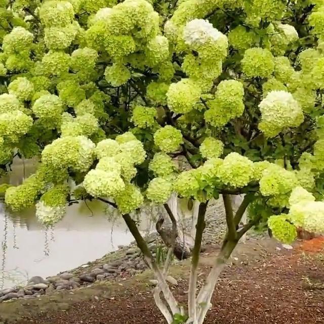吴姐花园