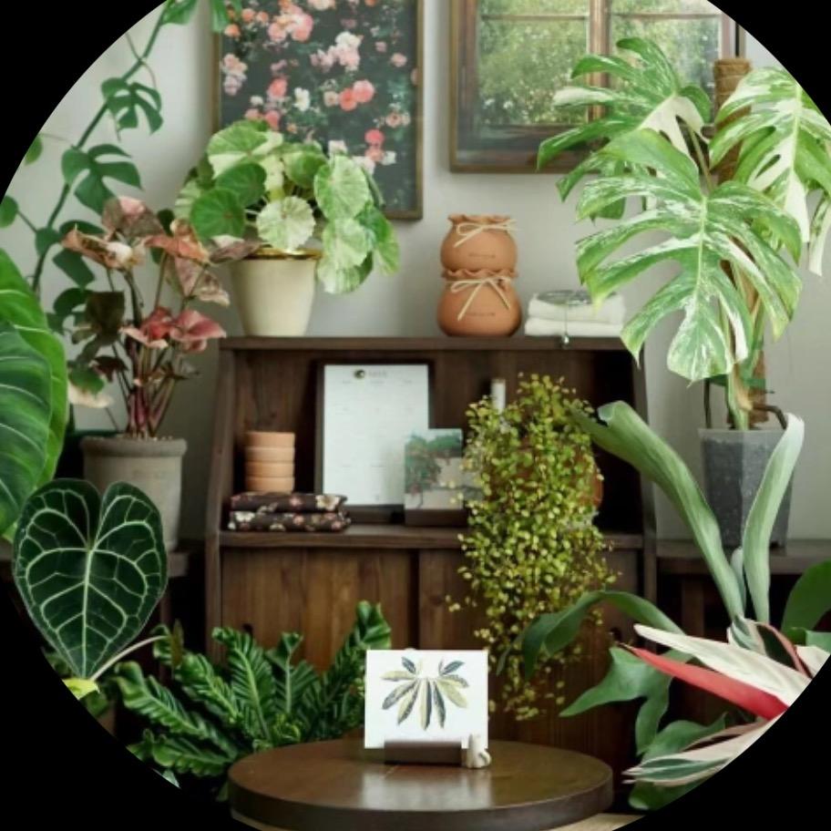 郝老板的花草日记