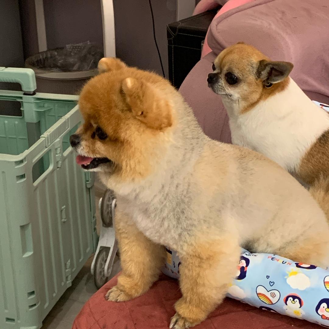 考拉啦啦啦