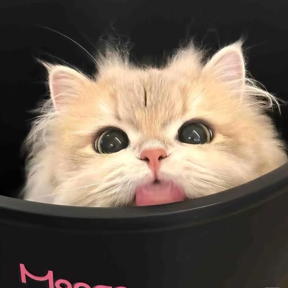 铃铛是只矮脚猫