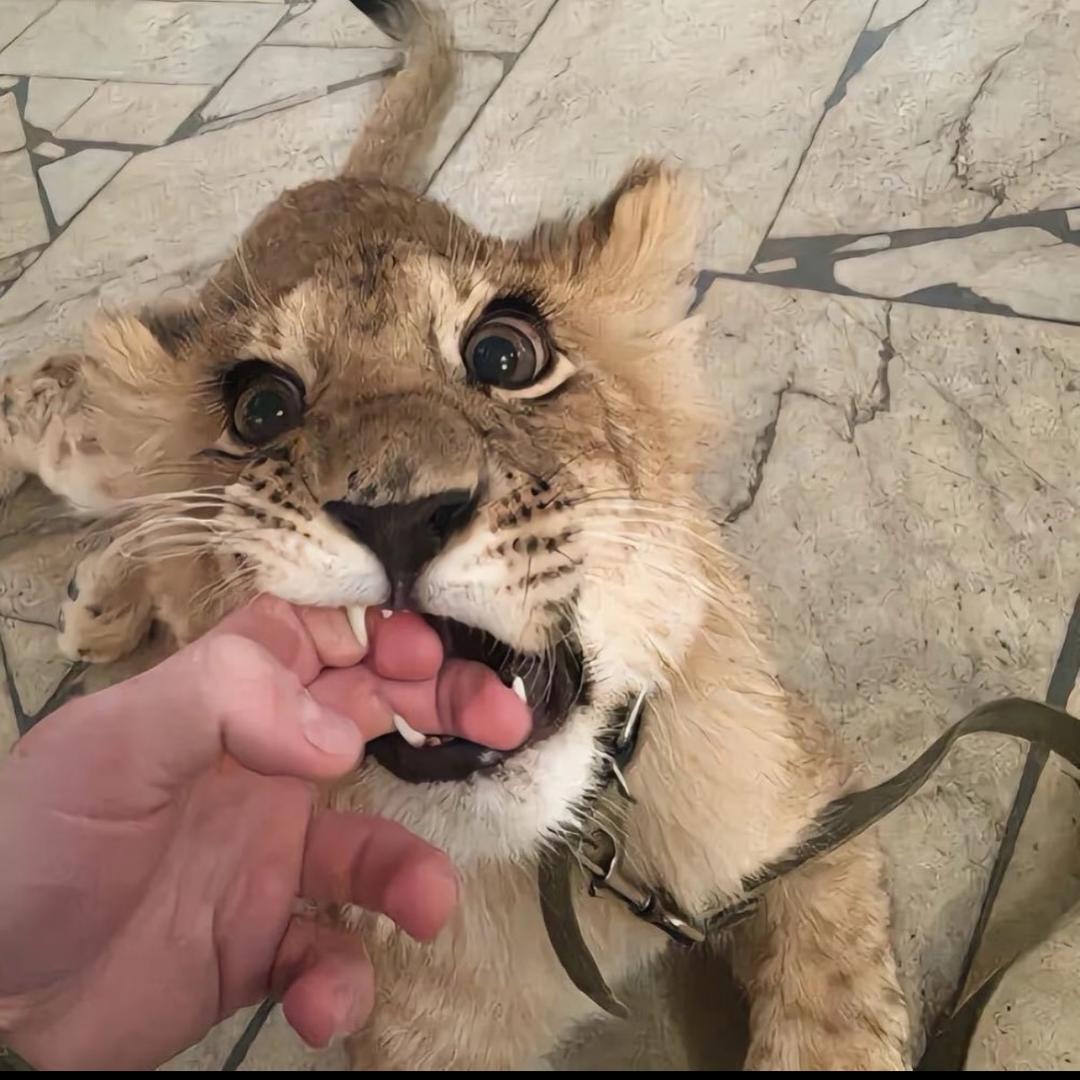 烤鸡味道么么哒