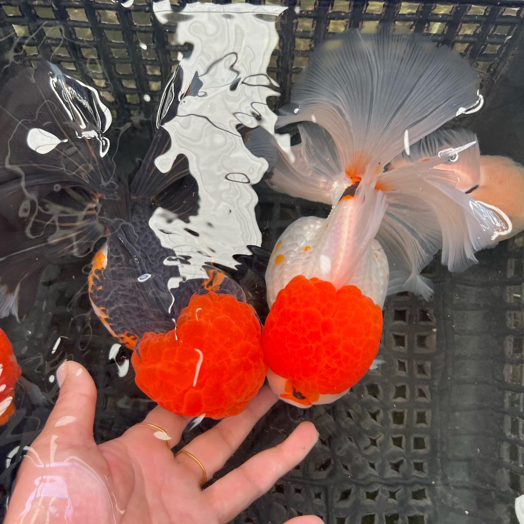 全姐原泰金鱼 (F1  直播号）