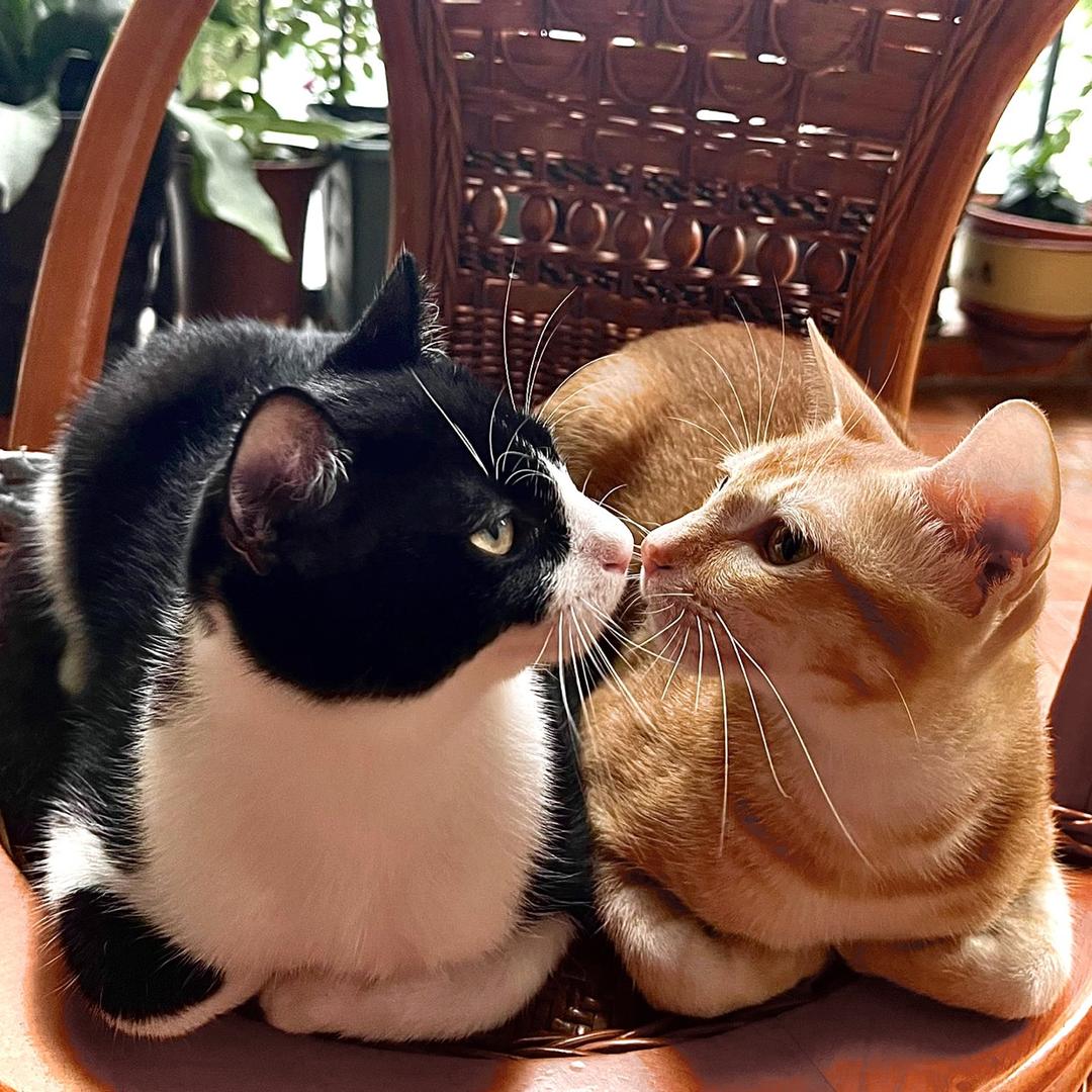 外婆家的猫