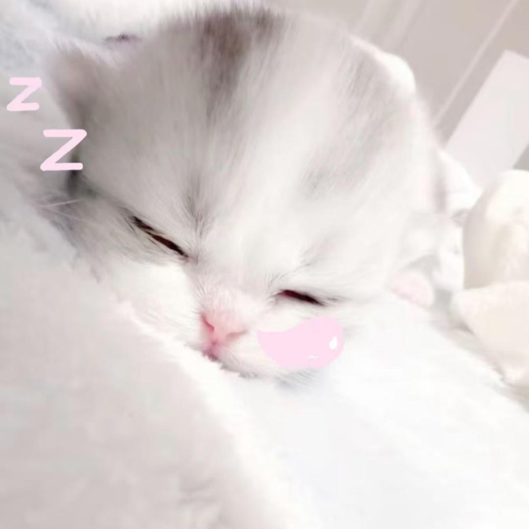 小羊芋