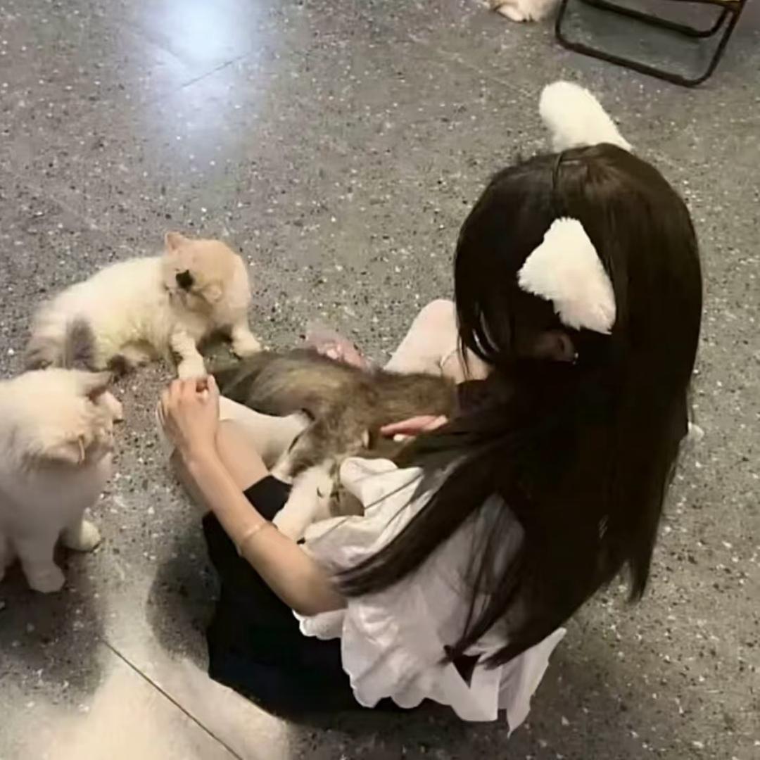 托我是阿猫