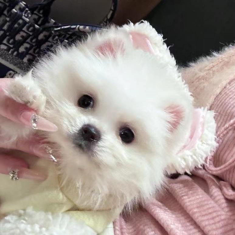 奥特曼侄女
