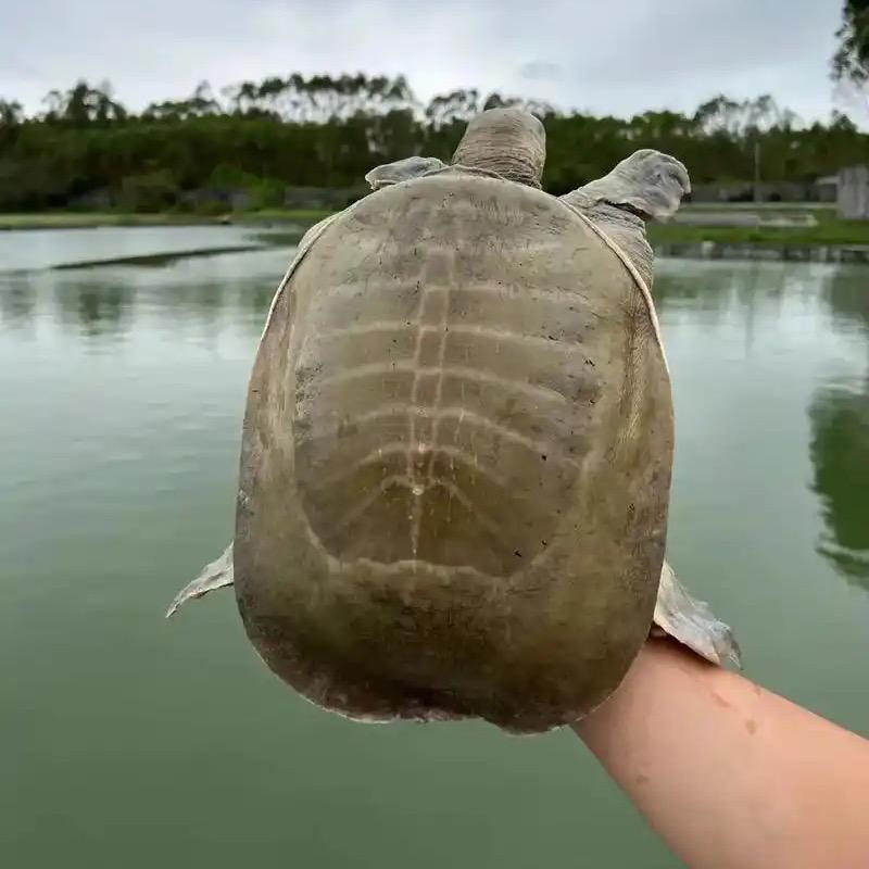 芬姐外塘甲鱼