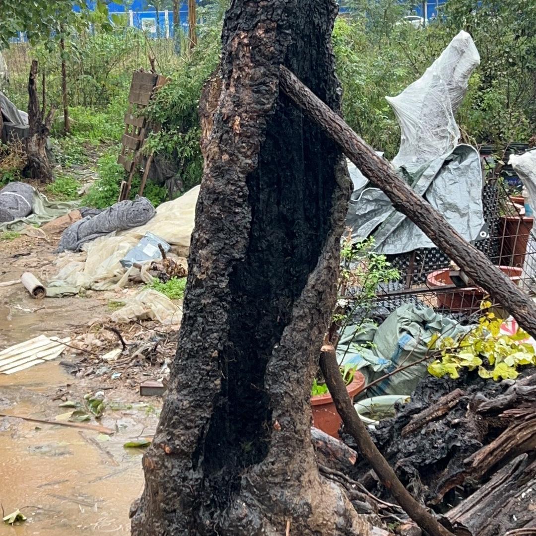 无能哥盆景园厂