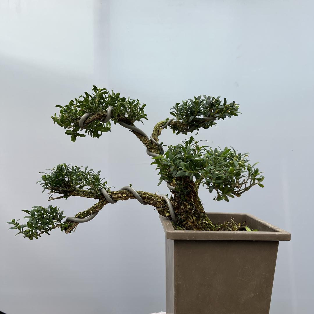 群林苗木