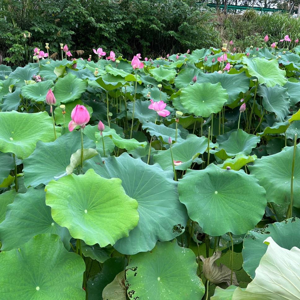 采文文学严选