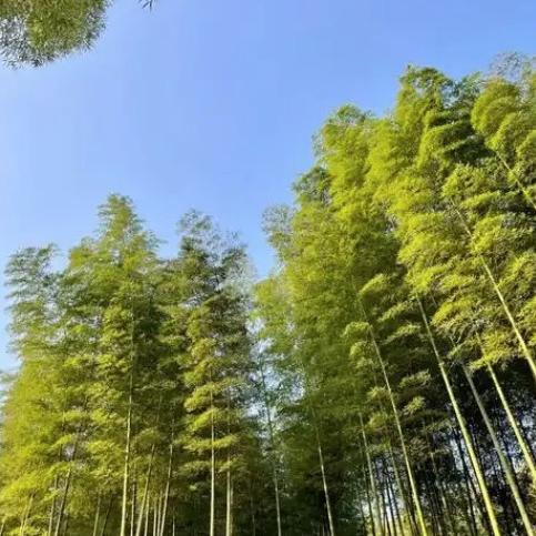 太阳优选山货