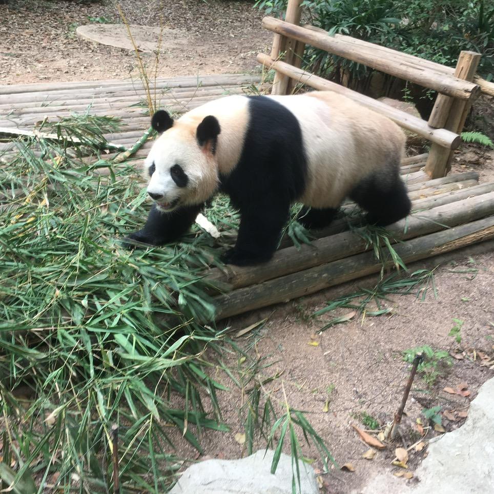 士多啤梨苹果陈