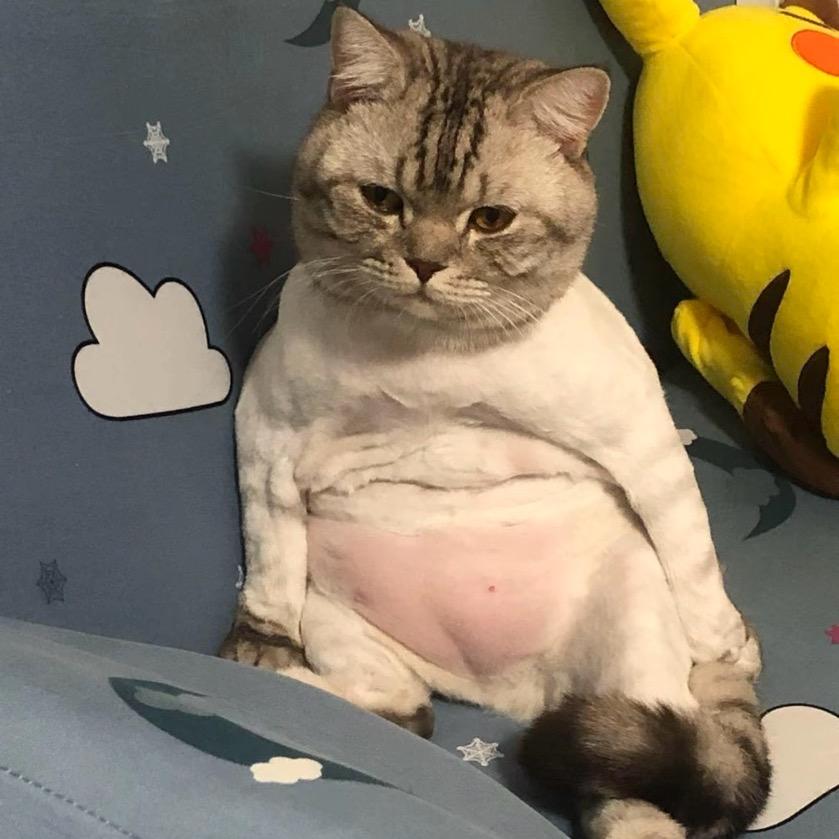 阿古