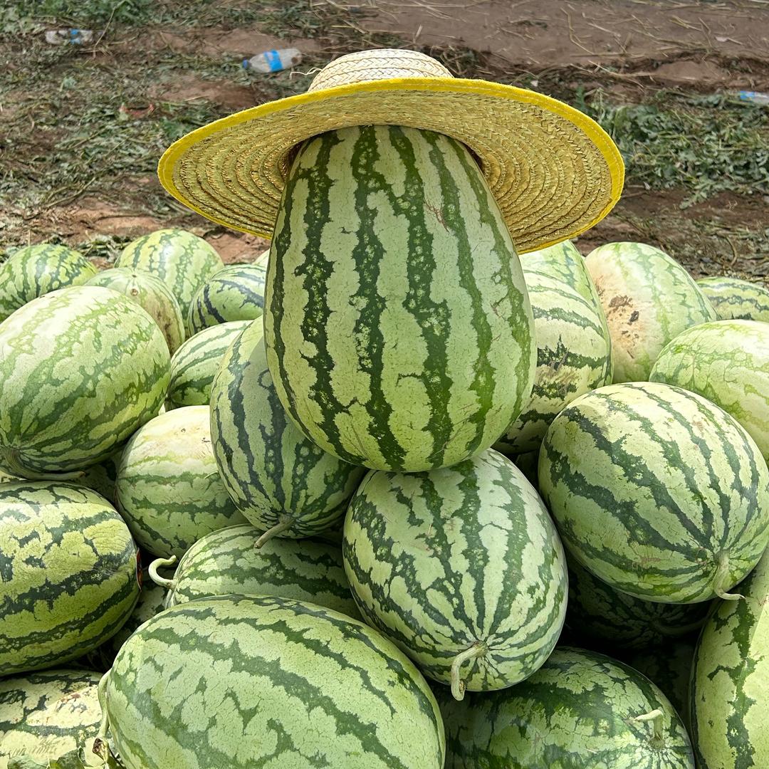 勤赛家新疆特产