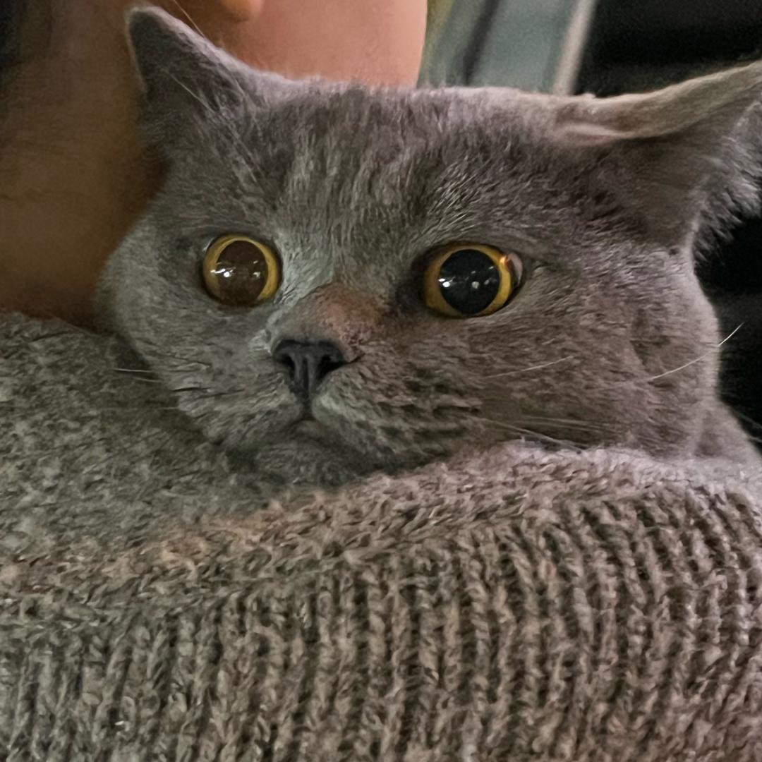 笨笨很瘦的