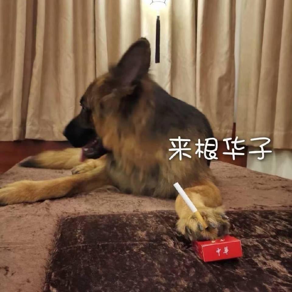 （鑫鑫爱宠）德牧犬业
