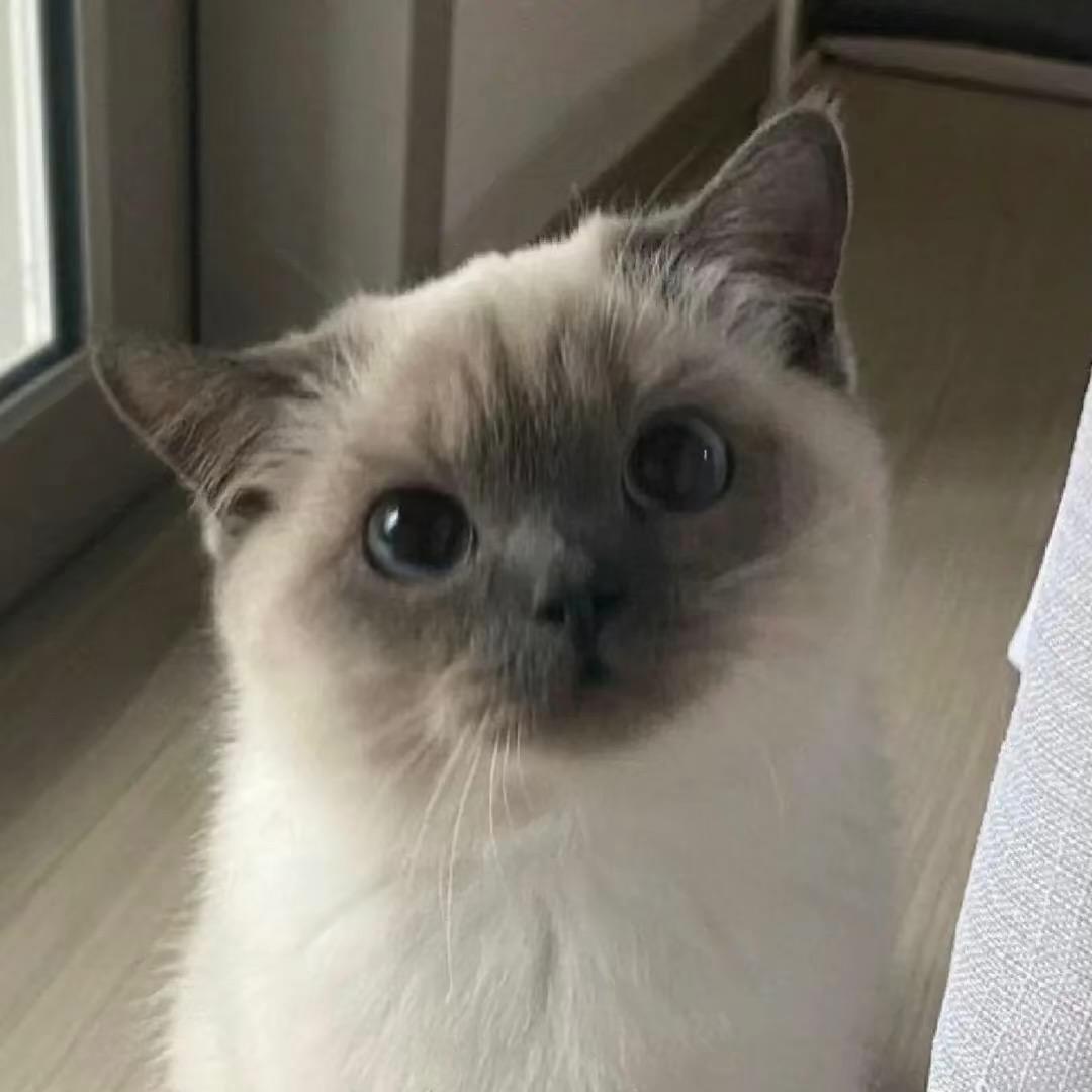睡着的猫
