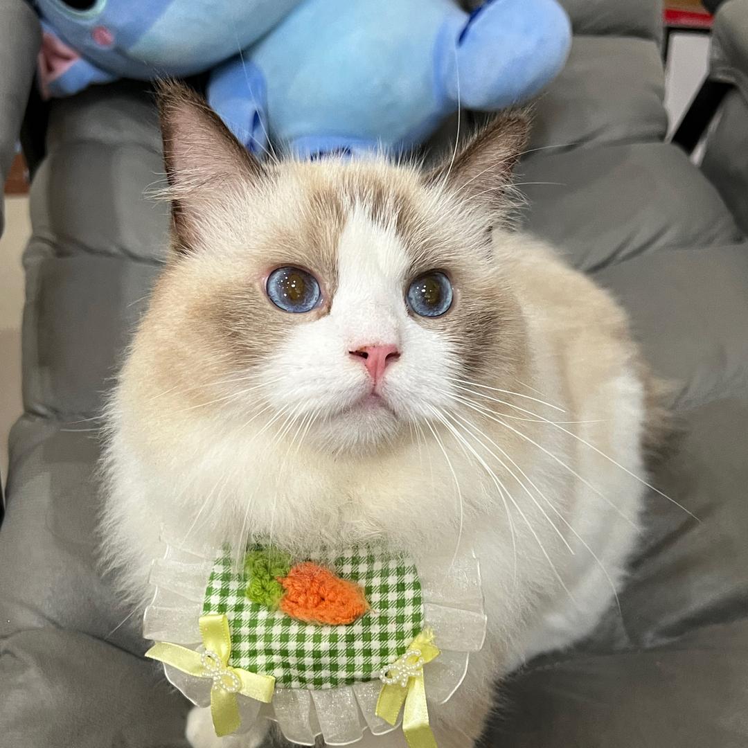 青葙的猫