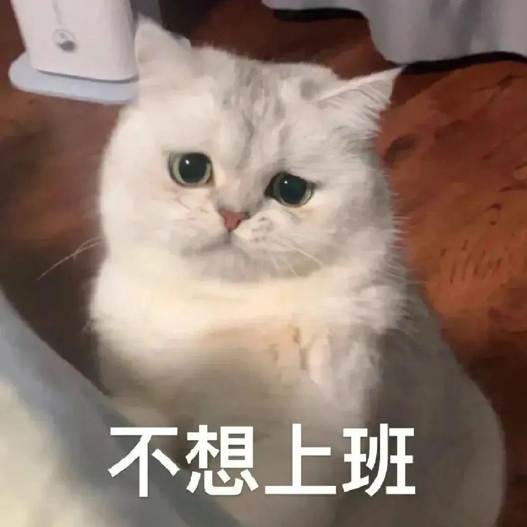 我有一只皮卡秋🍂