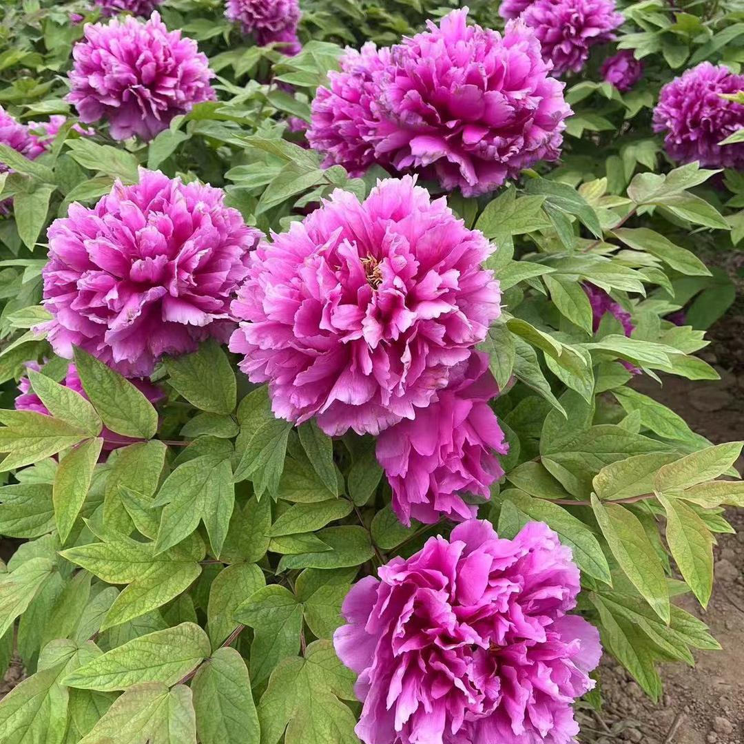 菏泽花开富贵牡丹城