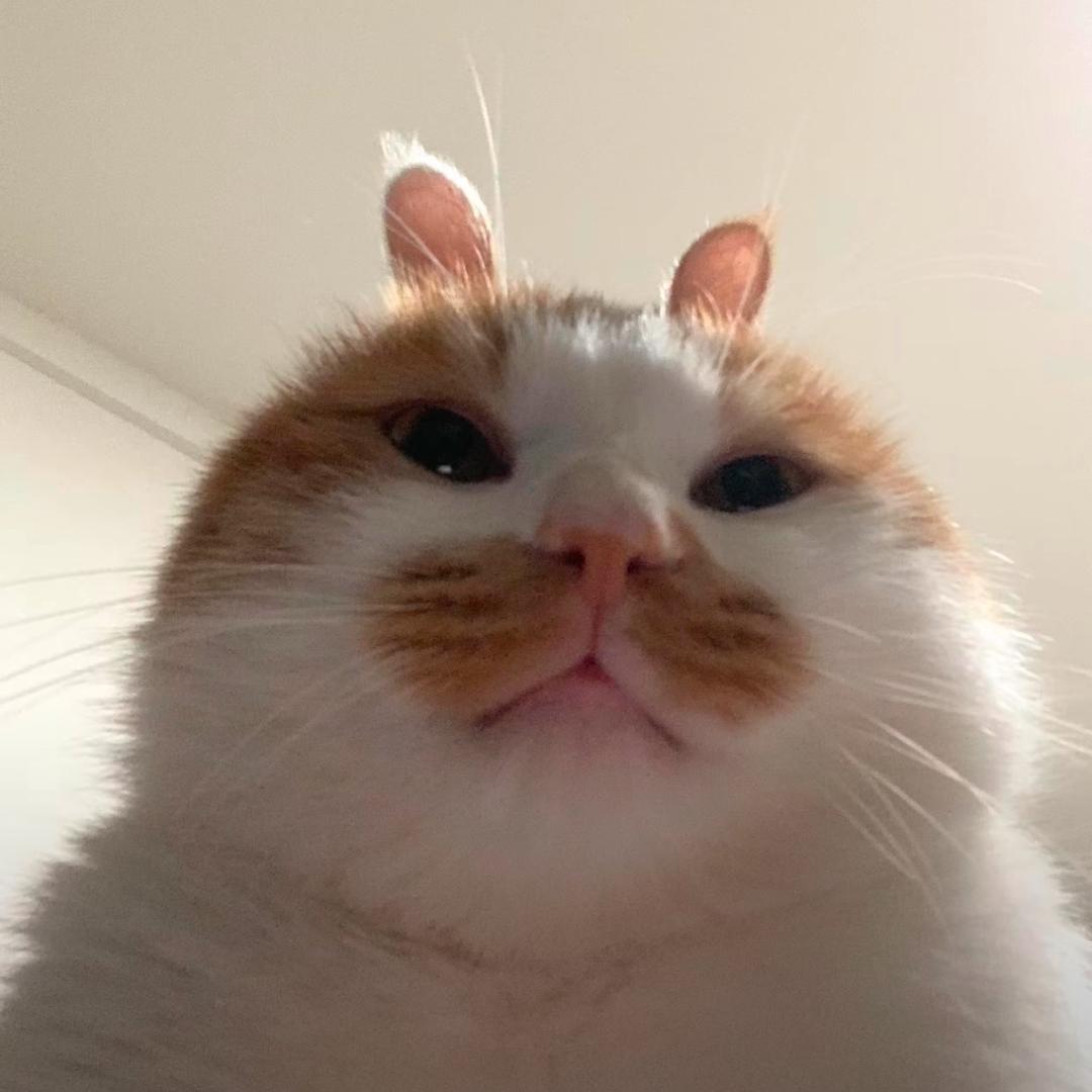 喵咪