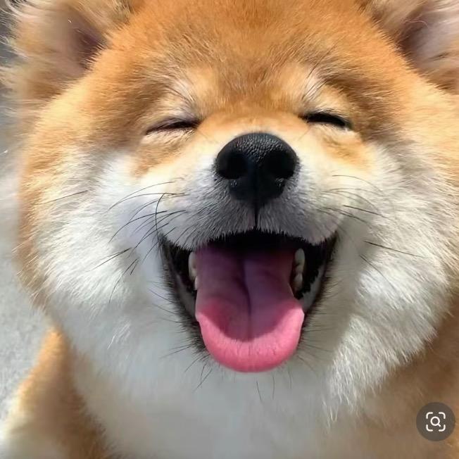 萌宠精选