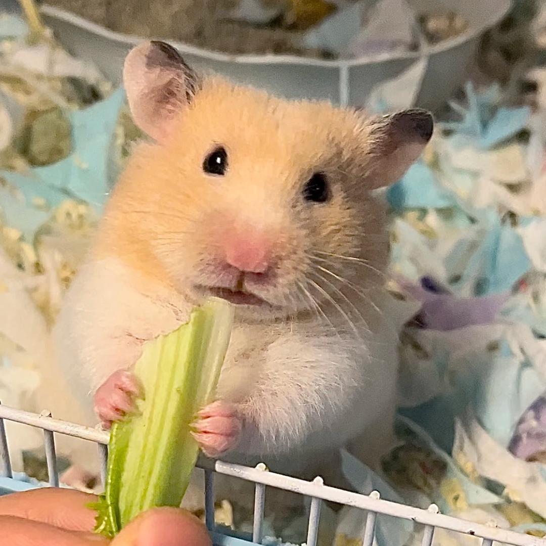 鼠鼠我呀