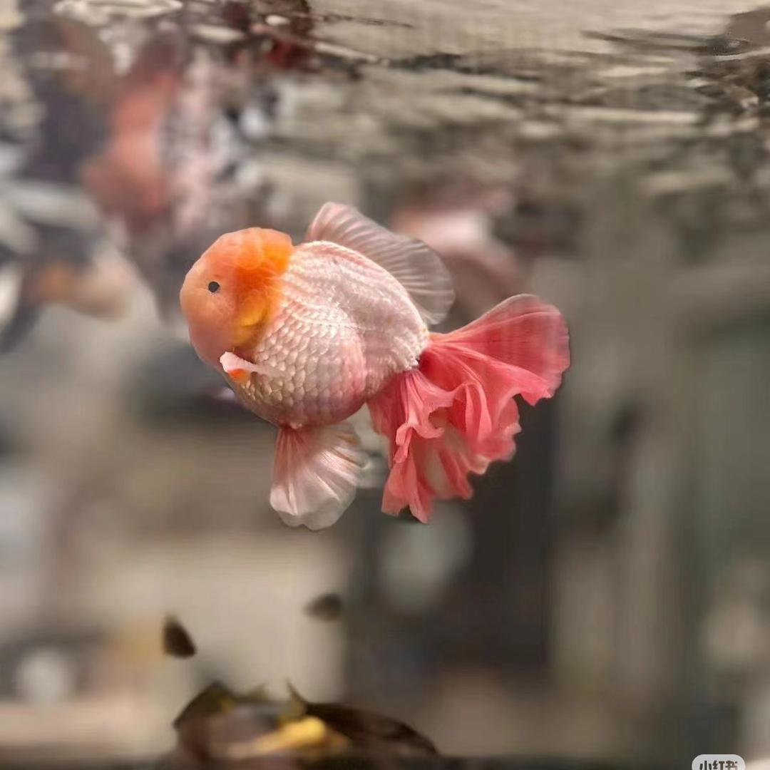 怡妹水族