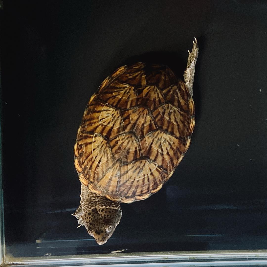 🐢沙拉@