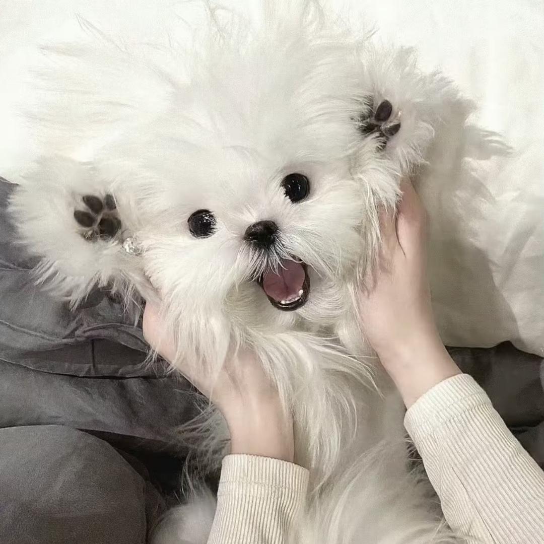吐个泡泡oOo