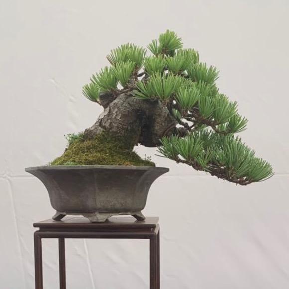 轩轩花卉盆景