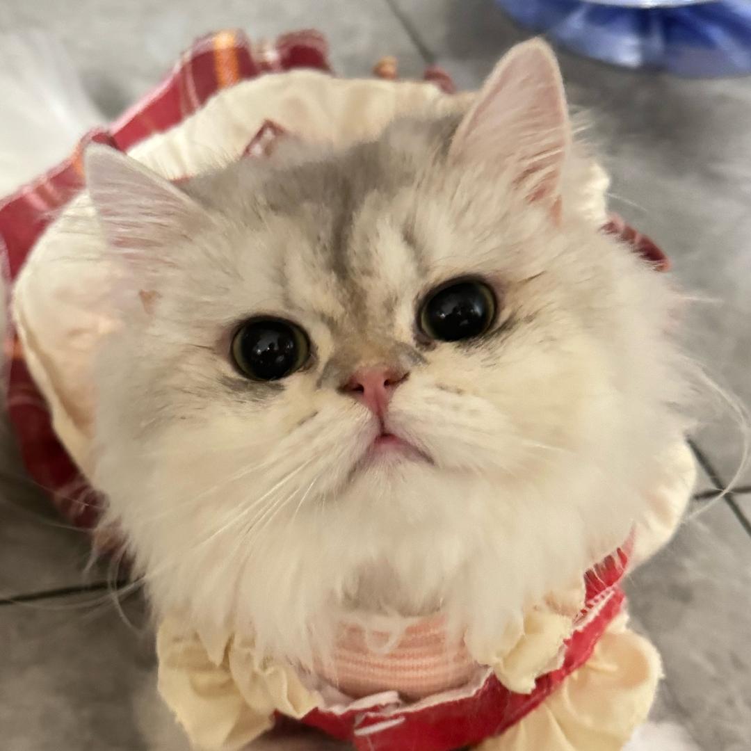 🌈🌈🌈琉璃 棒棒糖