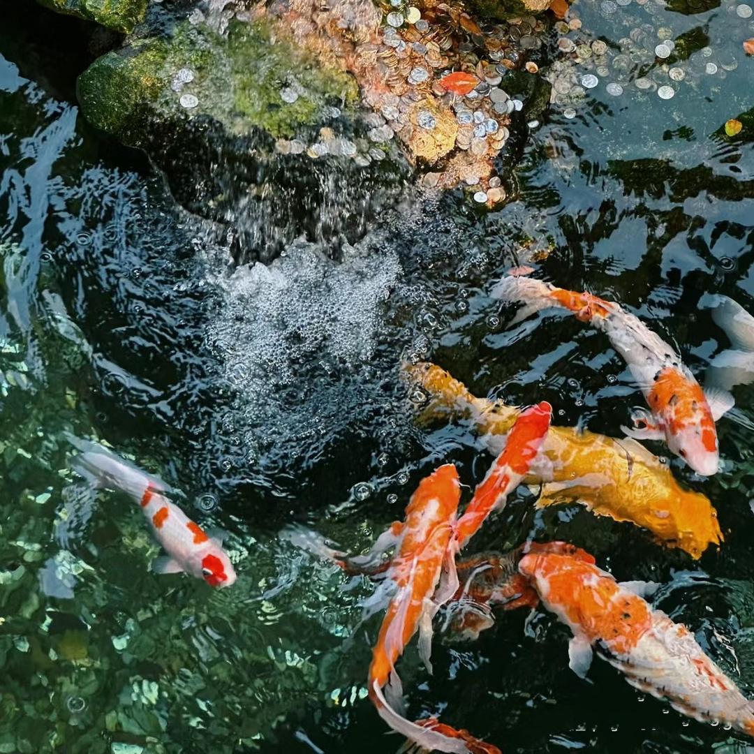 锦鲤🐟