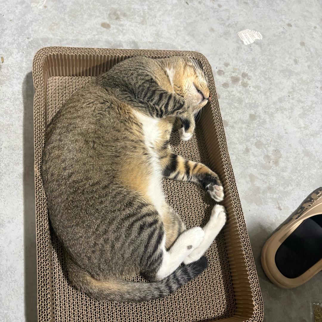 小猫咪俱乐部