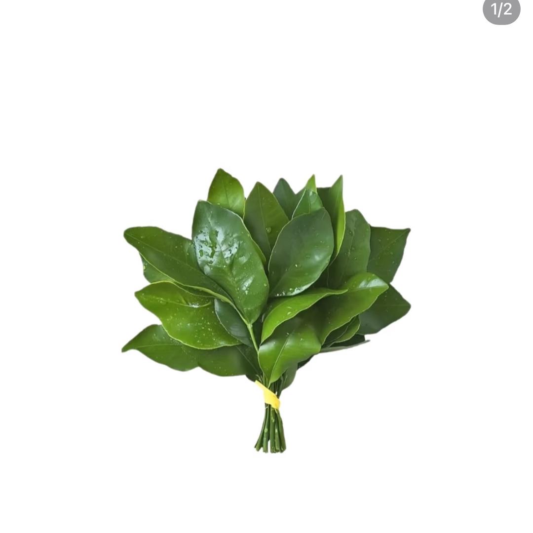 🦦