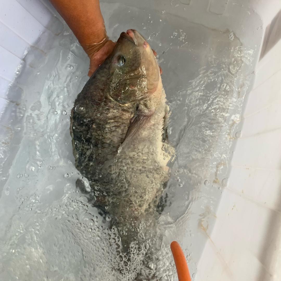 大鱼吃虾米
