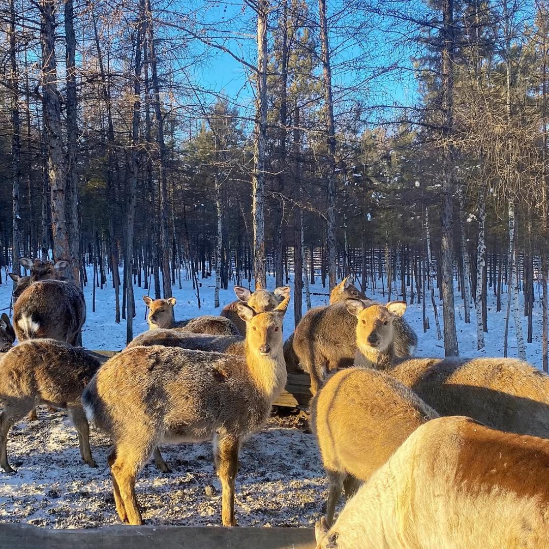 丸丸（东北小团）🚩