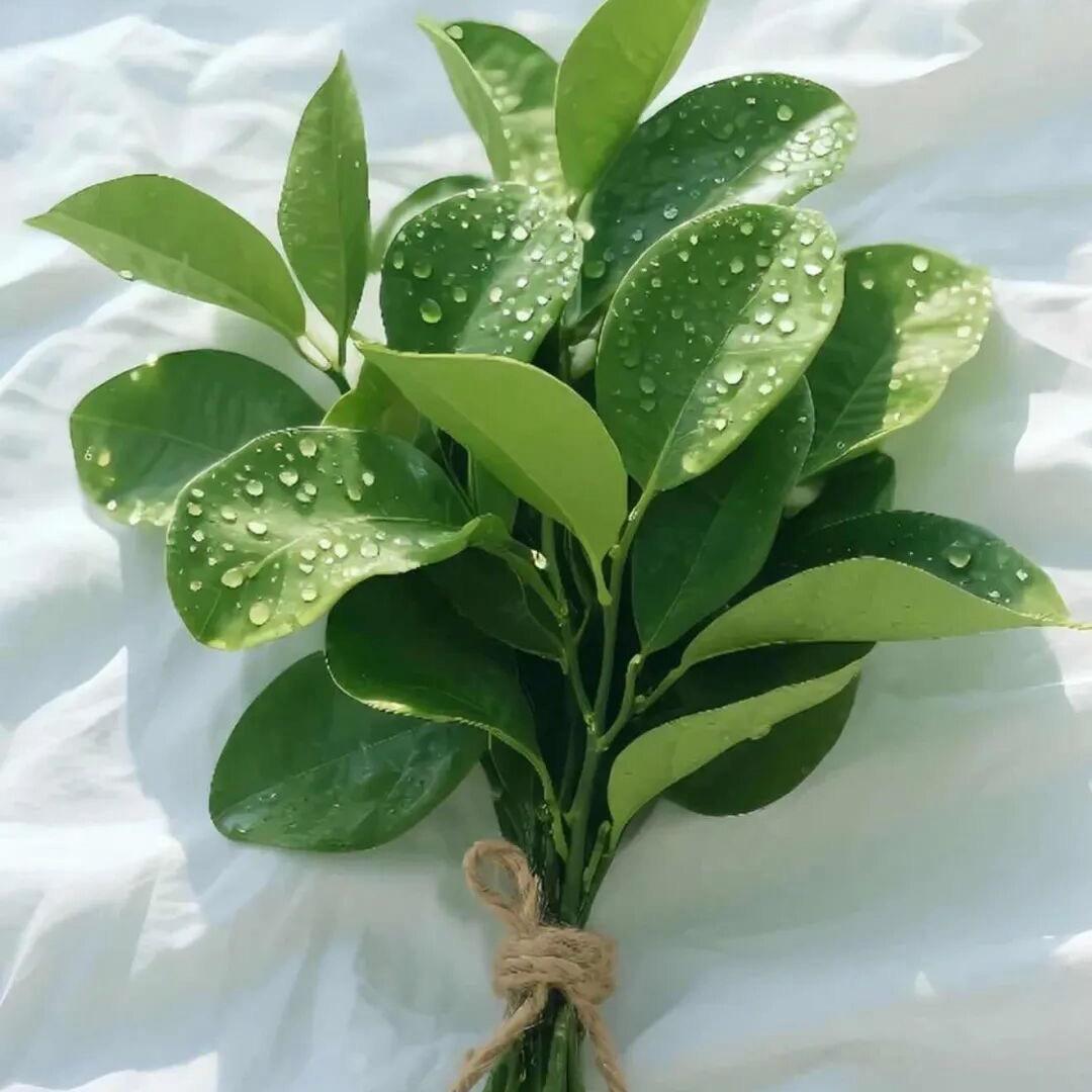 蘇羽庭🎧（航拍）