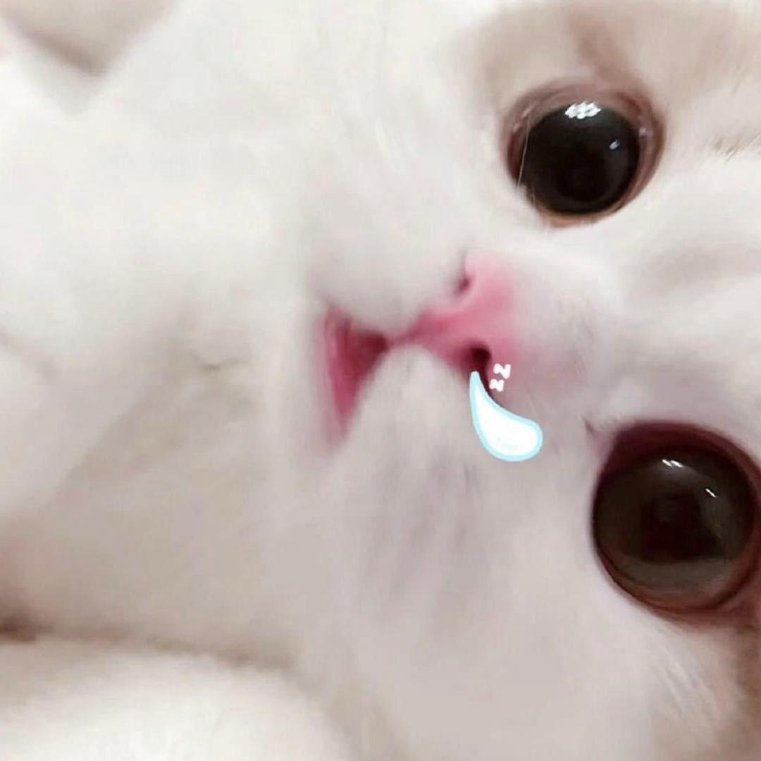 无语公主