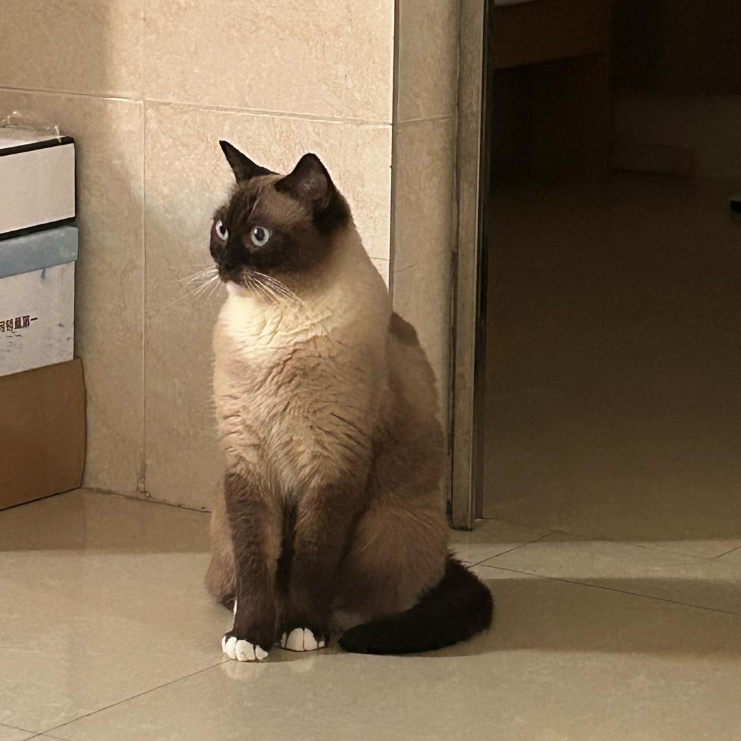 发财是只猫